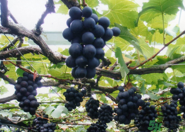 巨峰葡萄有籽嗎？巨峰葡萄有沒(méi)有籽？