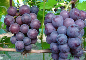 巨峰葡萄有籽嗎？巨峰葡萄有沒(méi)有籽？