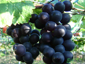 巨峰葡萄有籽嗎？巨峰葡萄有沒(méi)有籽？