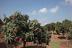 吃檳榔會(huì)致癌嗎?經(jīng)常吃檳榔的危害有哪些