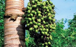 吃檳榔會(huì)致癌嗎?經(jīng)常吃檳榔的危害有哪些