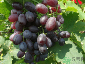玫瑰香葡萄幾月份成熟？玫瑰香葡萄什么時候熟？