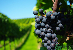 玫瑰香葡萄幾月份成熟？玫瑰香葡萄什么時候熟？