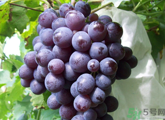 玫瑰香葡萄幾月份成熟？玫瑰香葡萄什么時候熟？
