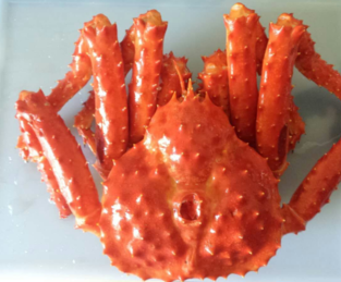 智利帝王蟹怎么吃？智利帝王蟹好吃嗎？