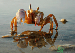 河蟹怎么保存？?活河蟹怎么保存？