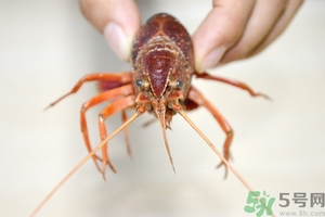 活蝦怎么處理干凈蝦線？活蝦怎么去蝦線？