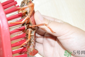 活蝦怎么處理干凈蝦線？活蝦怎么去蝦線？