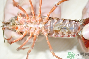 活蝦怎么處理干凈蝦線？活蝦怎么去蝦線？