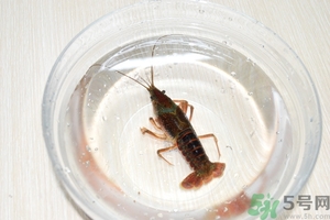 活蝦怎么處理干凈蝦線？活蝦怎么去蝦線？