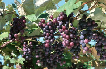 巨峰葡萄可以釀酒嗎？巨峰葡萄怎么做葡萄酒？