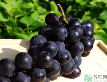 巨峰葡萄可以釀酒嗎？巨峰葡萄怎么做葡萄酒？