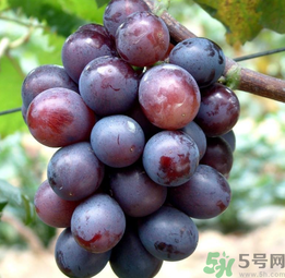 巨峰葡萄怎么有酒味？葡萄有酒味還能吃嗎？