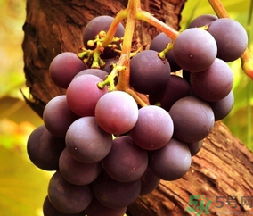 巨峰葡萄怎么有酒味？葡萄有酒味還能吃嗎？