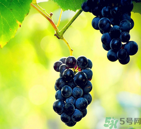巨峰葡萄怎么有酒味？葡萄有酒味還能吃嗎？