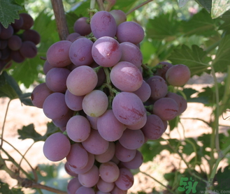 巨峰葡萄怎么打崔紅藥？葡萄怎么崔紅？