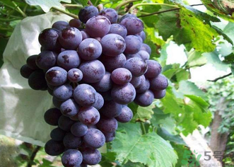 巨峰葡萄怎么打崔紅藥？葡萄怎么崔紅？