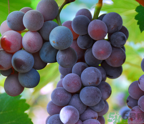 巨峰葡萄怎么打崔紅藥？葡萄怎么崔紅？