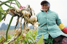 慈姑的營養(yǎng)價值 慈姑的功效與作用 慈姑的營養(yǎng)價值 慈姑的功效與作用