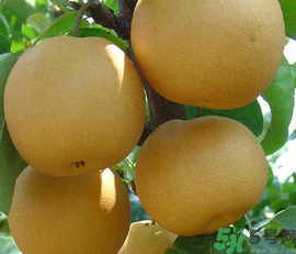 豐水梨和皇冠梨哪個好？豐水梨和皇冠梨的區(qū)別