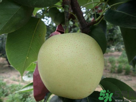 豐水梨和皇冠梨哪個好？豐水梨和皇冠梨的區(qū)別