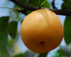 豐水梨和皇冠梨哪個好？豐水梨和皇冠梨的區(qū)別