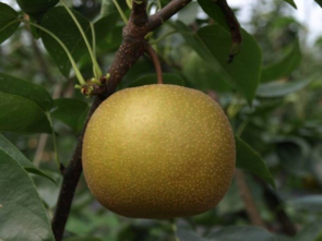 孕婦能吃豐水梨嗎？豐水梨孕婦可以吃嗎？