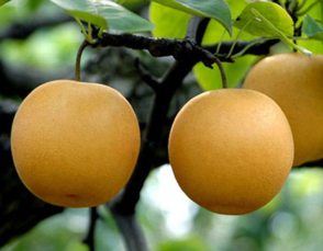 孕婦能吃豐水梨嗎？豐水梨孕婦可以吃嗎？