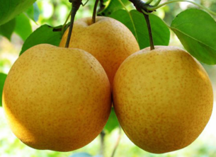 孕婦能吃豐水梨嗎？豐水梨孕婦可以吃嗎？