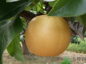 豐水梨的皮能吃嗎？吃梨子皮有什么好處？