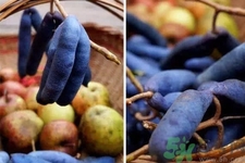 野香蕉是什么？野香蕉能吃嗎？