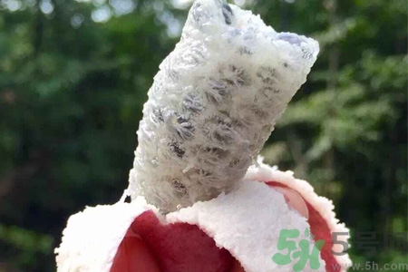 野香蕉是什么？野香蕉能吃嗎？