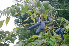 野香蕉是什么？野香蕉能吃嗎？