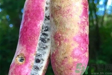 野香蕉是什么？野香蕉能吃嗎？