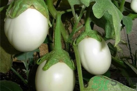 蛋樹是什么？蛋樹可以吃嗎？