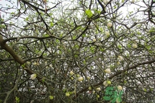 蛋樹是什么？蛋樹可以吃嗎？