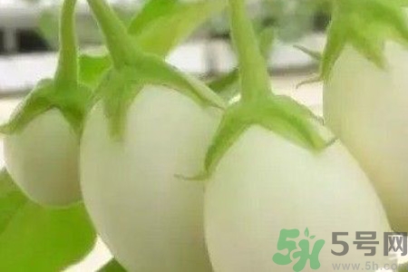 蛋樹是什么？蛋樹可以吃嗎？