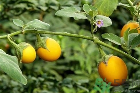 蛋樹是什么？蛋樹可以吃嗎？