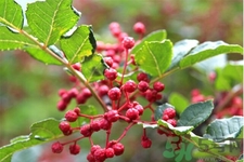 花椒可以治療打鼾嗎？花椒的好處有哪些？