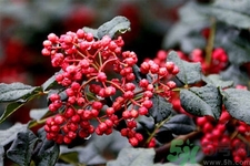 花椒可以治療打鼾嗎？花椒的好處有哪些？