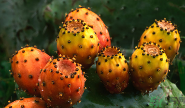 孕婦可以吃仙人掌果嗎？仙人掌果孕婦可以吃嗎？