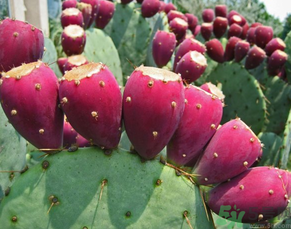 孕婦可以吃仙人掌果嗎？仙人掌果孕婦可以吃嗎？