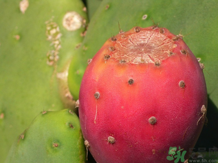 孕婦可以吃仙人掌果嗎？仙人掌果孕婦可以吃嗎？