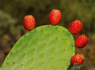 孕婦可以吃仙人掌果嗎？仙人掌果孕婦可以吃嗎？