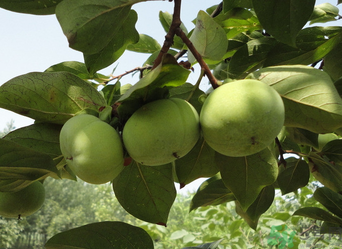 青柿子怎么去澀？青柿子為什么會(huì)澀？