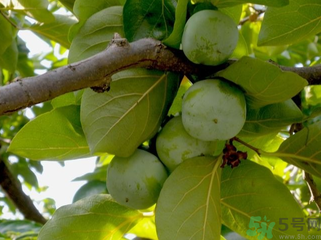 青柿子怎么去澀？青柿子為什么會(huì)澀？