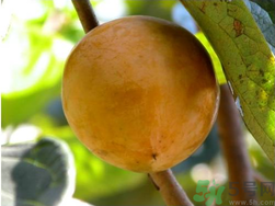 青柿子怎么泡？青柿子怎么泡好吃？