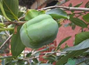 青柿子怎么泡？青柿子怎么泡好吃？