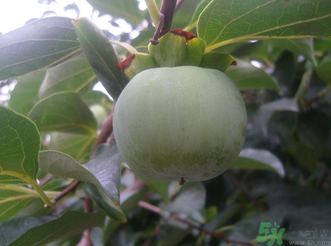 青柿子泡酒有什么作用？青柿子泡酒的功效