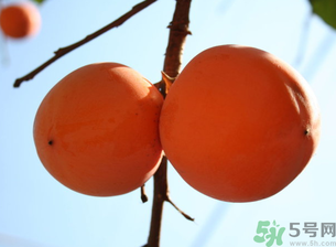 孕婦可以吃懶柿子嗎？懶柿子孕婦可以吃嗎？